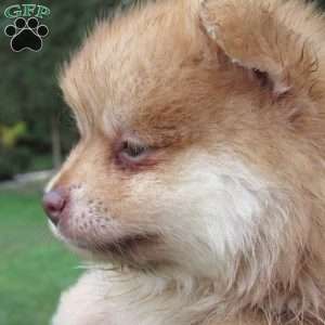 Honey Bear, Pomeranian Puppy